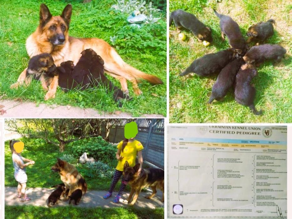 Цуценята. Німецька вівчарка ДН 19.09. Батьки з КСУ