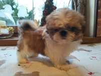 Cudowny piesek shih-tzu  mini