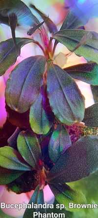 Аквариумные растения для нано-аквы