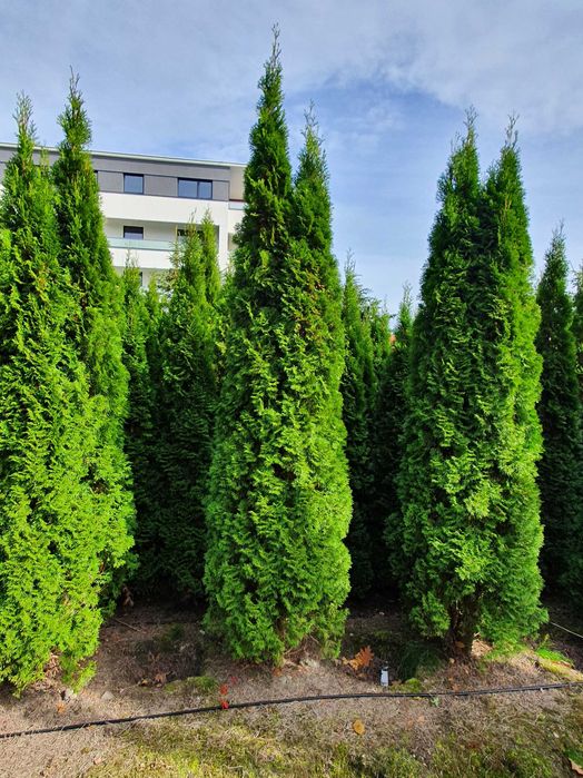 TUJA SZMARAGD Thuja smaragd 400cm kopane maszyna TRANsport