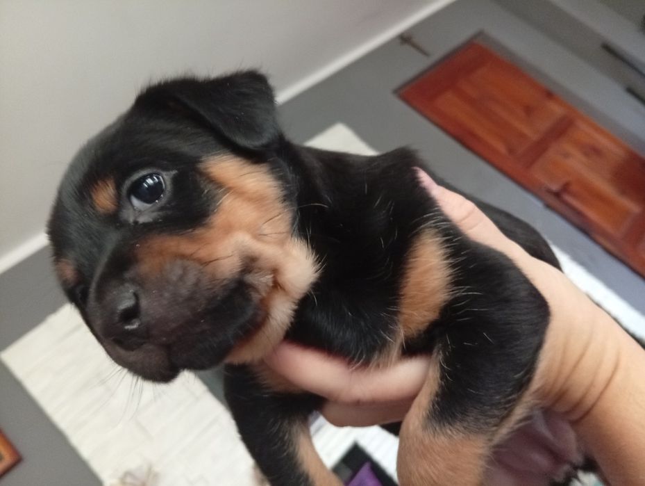 Sunia suczka oddam za darmo NOWY SĄCZ