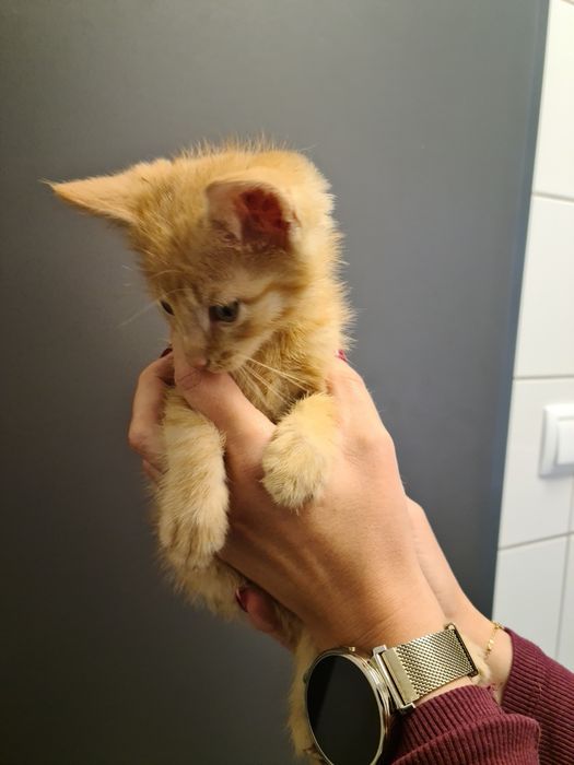 4 małe kociaki szukają odpowiedzialnych domów