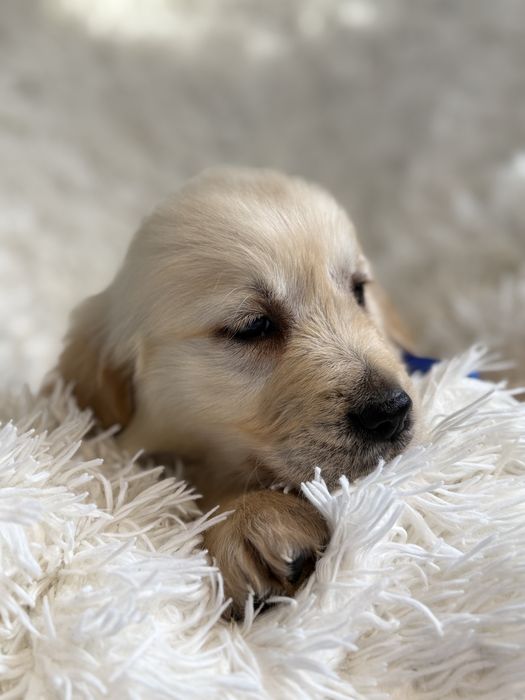 Golden Retriever pies biszkoptowy szczeniak