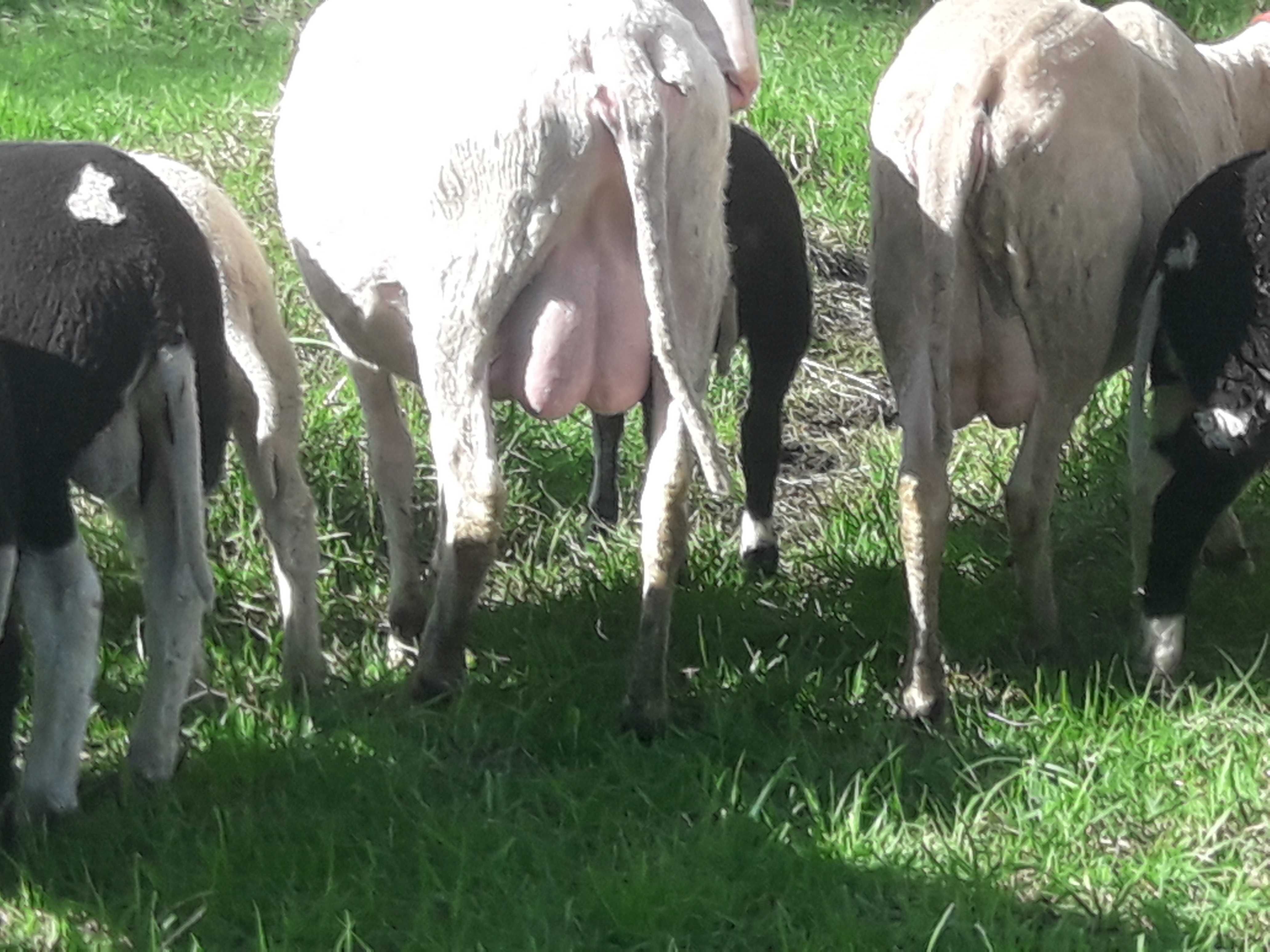 owca mleczna fryzyjska jagnięta białe i kolorowe