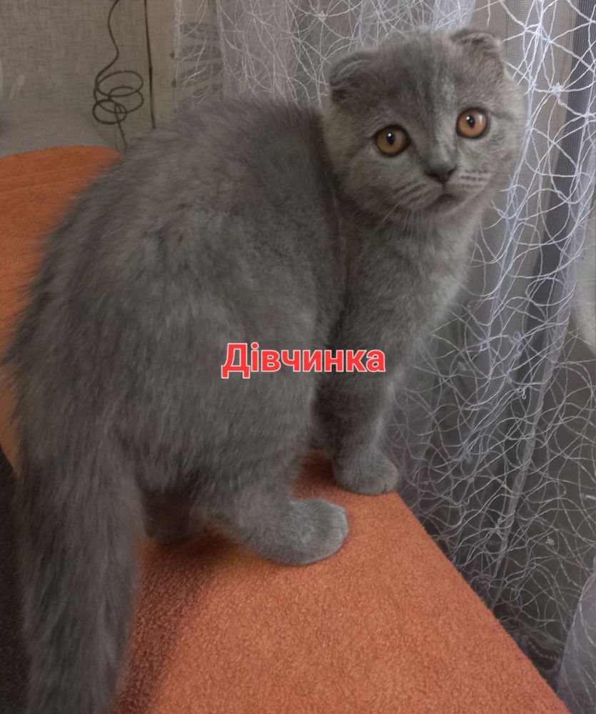 Шотланські короткошерстні
