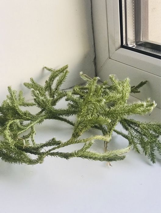 Живий та сухий мох для тваринок та декору.