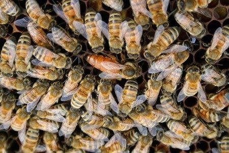 Продам терміново 5 бджолосімей