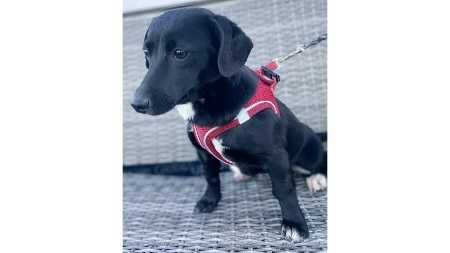 4mies.SUCZKA- będzie ŚREDNIA-możliwy dowóz