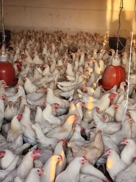 Nioski Kury z jajeczkiem od HODOWCY ! SZCZEPIONE ZDROWE ! Zapraszam !!