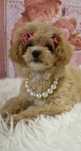 Maltipoo F1  mini  maltipoo.com.pl