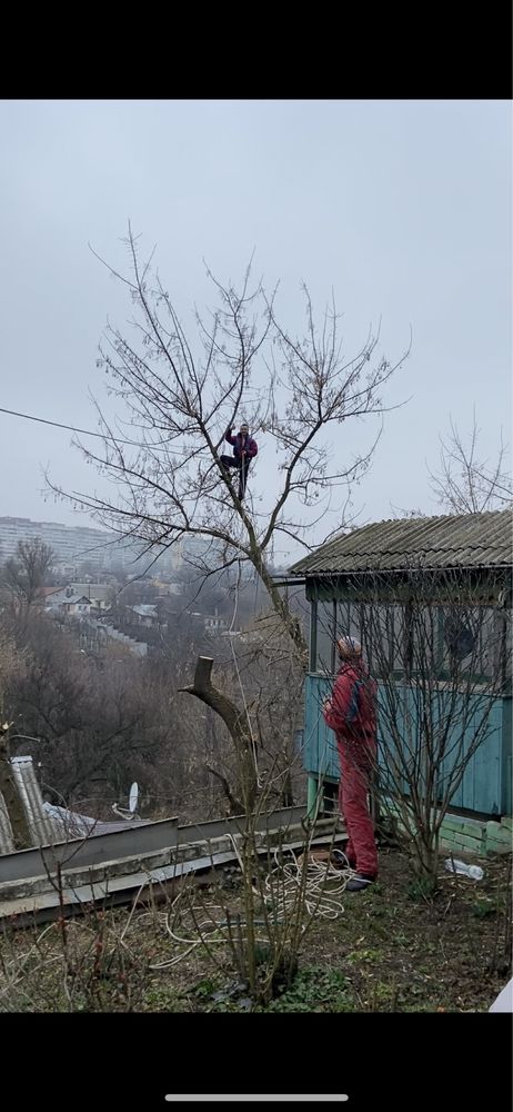 Спил деревьев,обрезка веток,арбаристика,