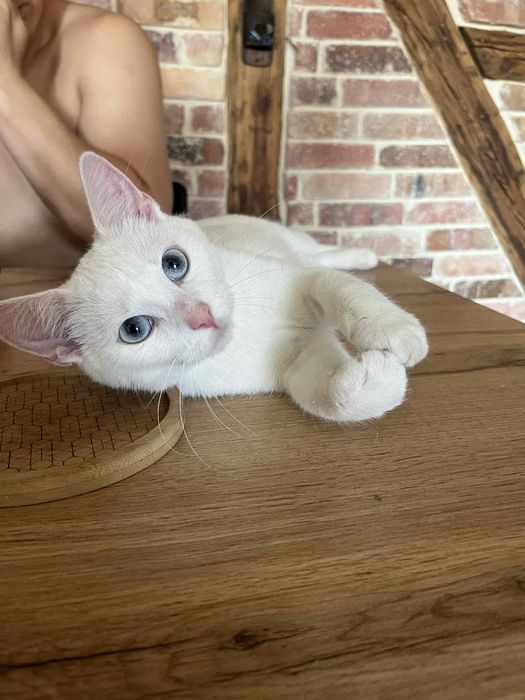 Piękna Aurora szuka domu