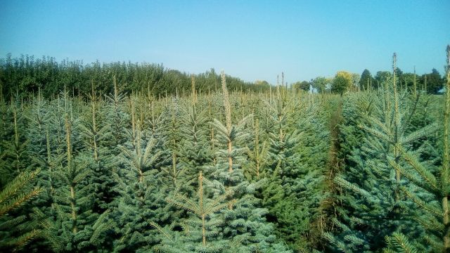 choinka, świerk świąteczny dowozem , Warszawa i okolice, producent