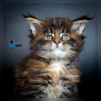 Kotka maine coon