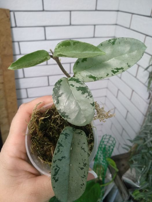 хойя імбріката, ліза, kenejiana, polyneura , nova gho