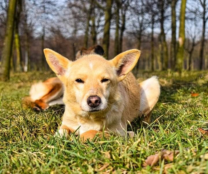 Pilnie szukamy dla niej kochającego Domu, którego nigdy nie miała...