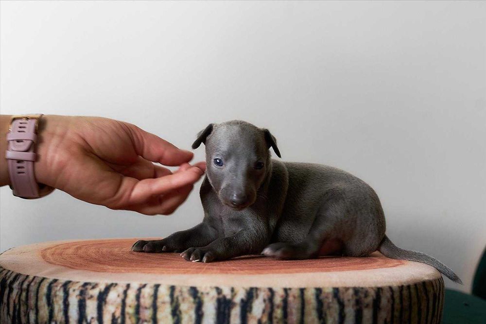 Charcik włoski, chłopczyk, ZKwP (FCI)