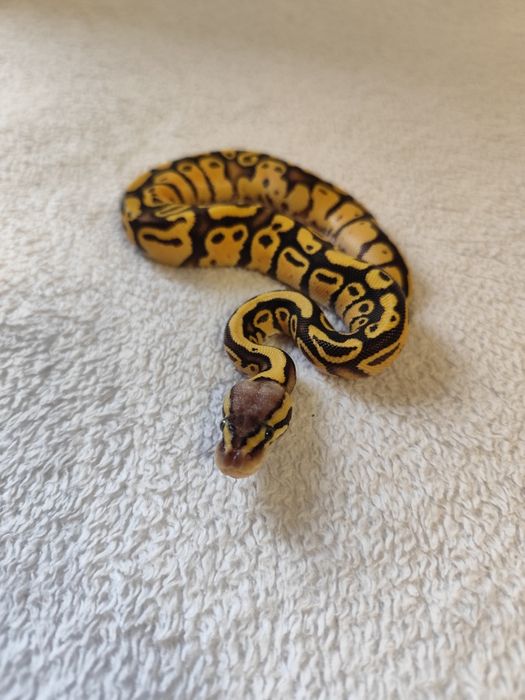 Zbożowe" węże kolorowe