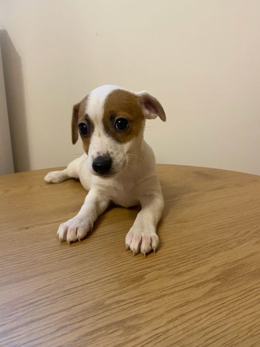 Jack russell terrier gladkowlosy