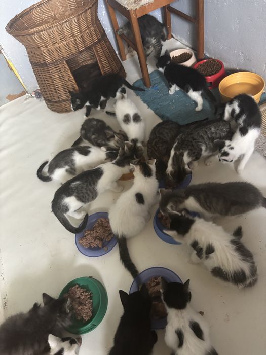 Kociaki szukaja domu