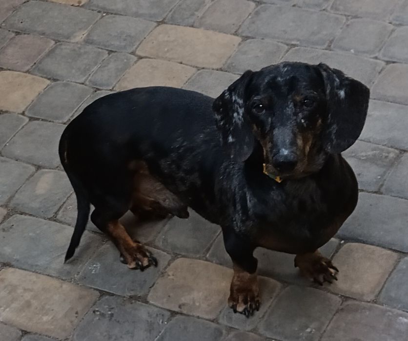 Продам щенка таксы мраморный.