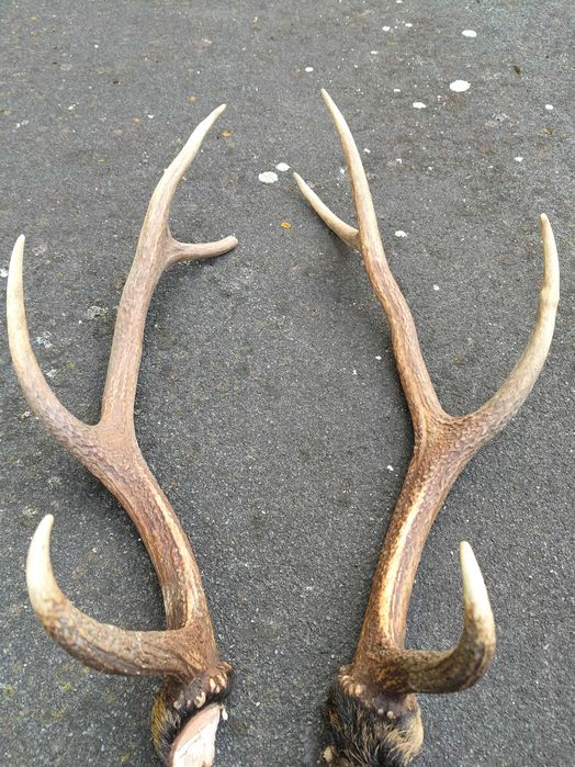 Poroże jelenia 1,3 kg para