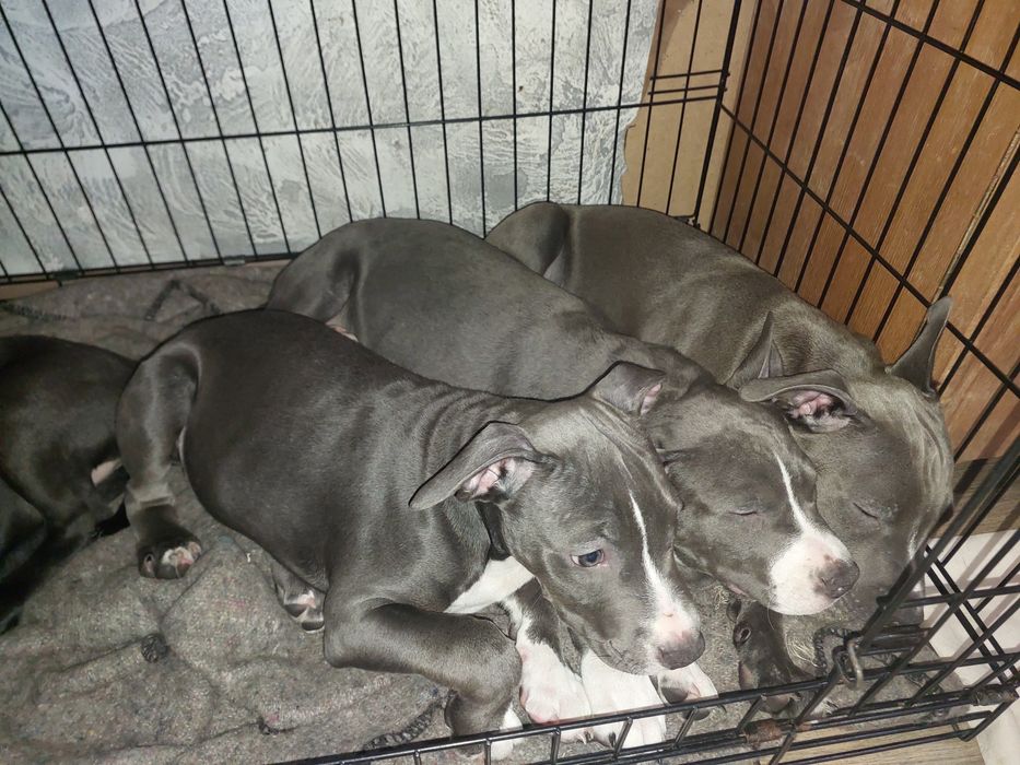 Амстаф, чорно-білі та сірі з гарним родоводом