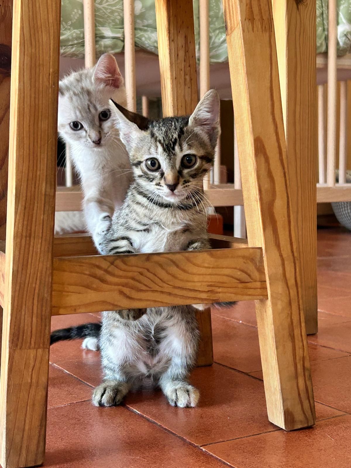 Amores de 4 patas para famílias de luxo