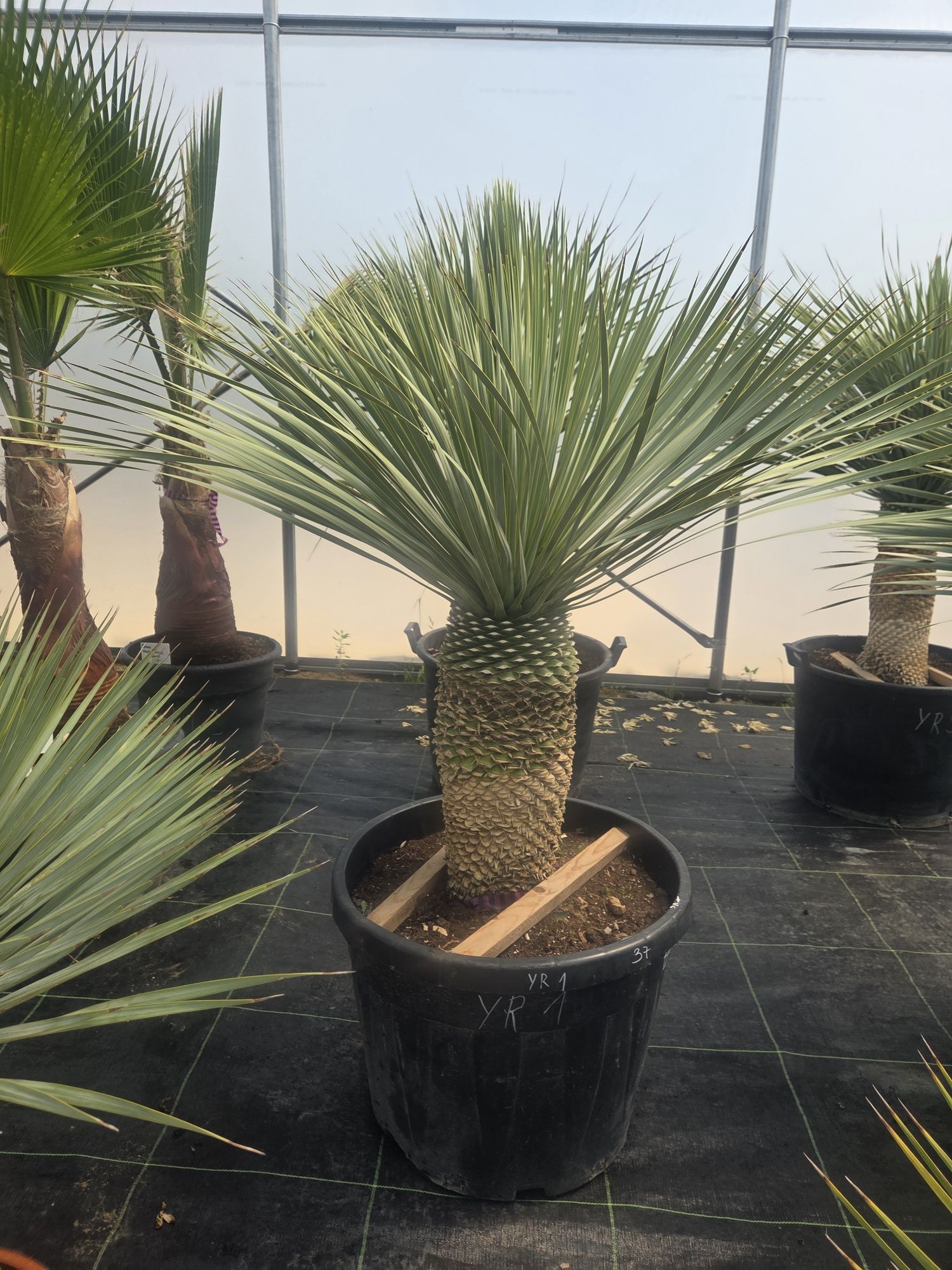 Yucca Rostrata – palma mrozoodporna , juka