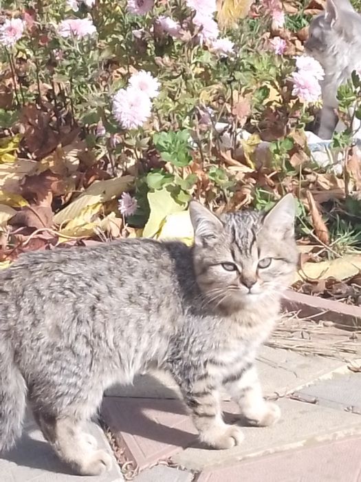 Кошенята віддам у добрі руки