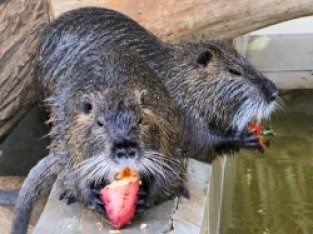Мясо нутрии или жывым весом
