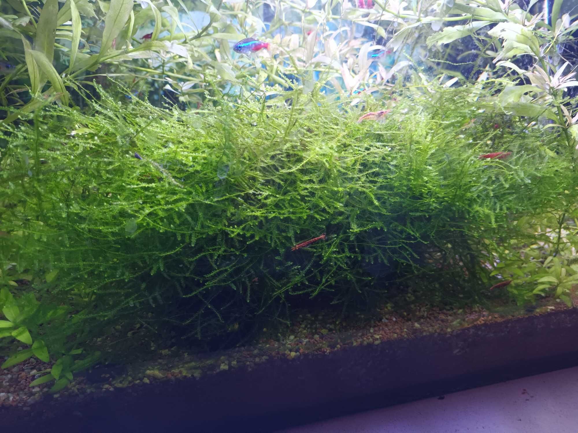 Varias plantas para aquário