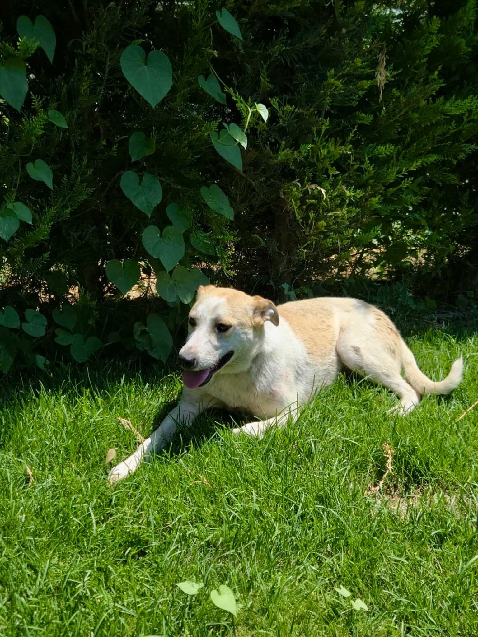 BELLA  1 rok miła , może  być z KOTAMI. Uratowana w Bułgarii