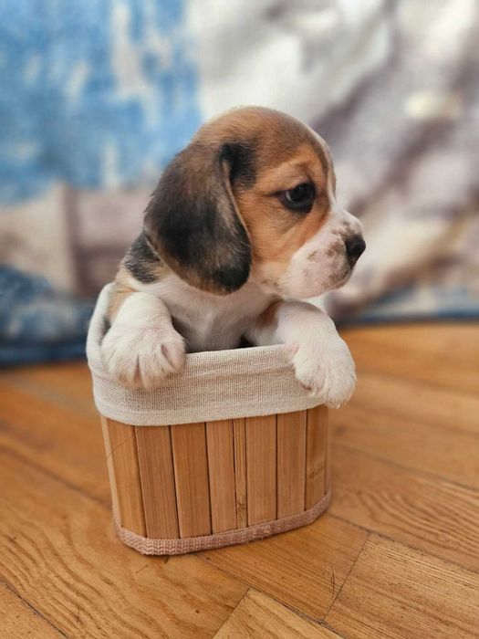 Cudowne szczenię BEAGLE ZKWP po championie