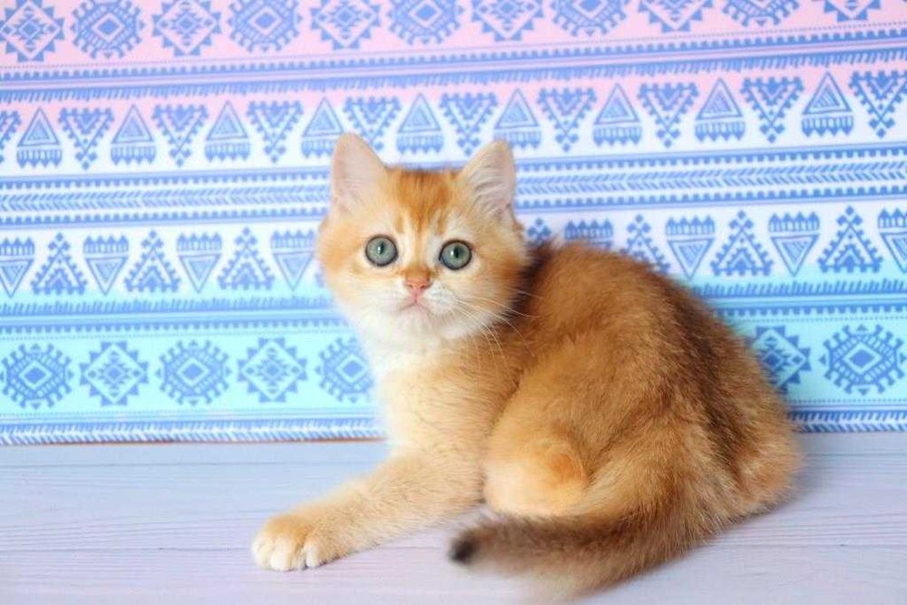 Клубна, британська дівчинка, в золотому окрасі