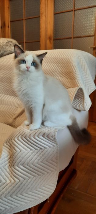 Ragdoll kocurek FPL po Championie