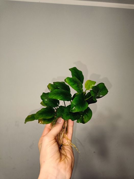 Anubias, roślina akwariowa od 10-20zl