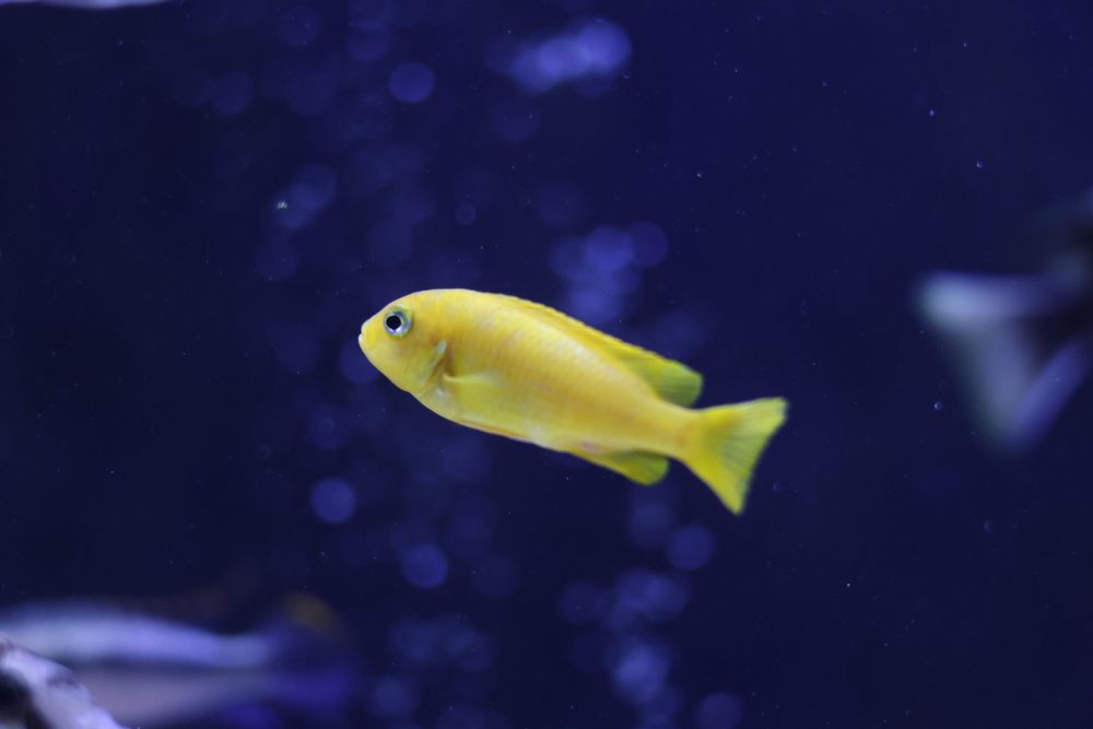 Pseudotropheus saulosi (M/F) - Ciclídeos Africanos