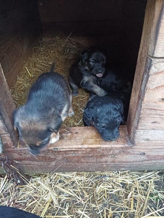 Oddam pieski w dobre ręce