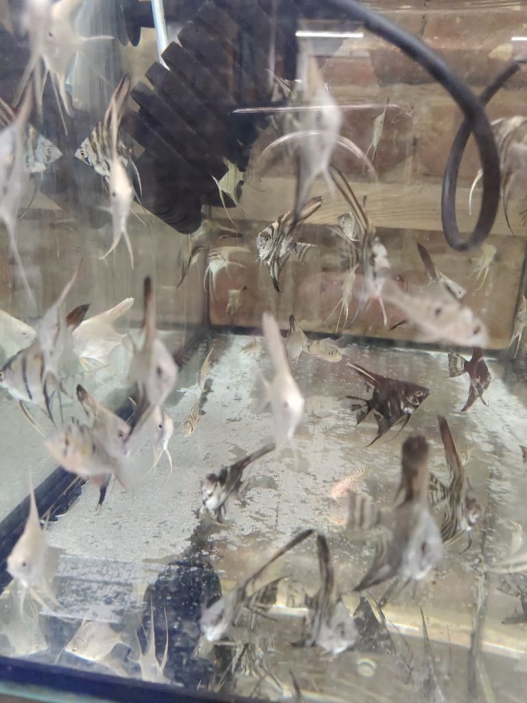 Skalary mix kolorów różne odmiany tylko 7 zł