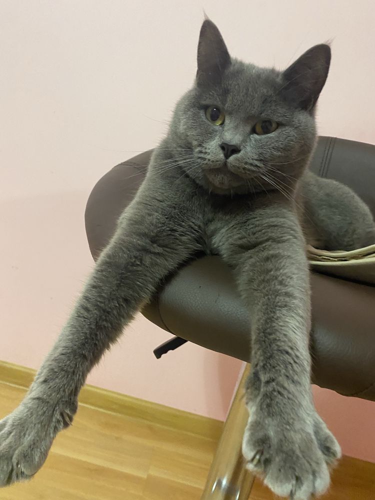 Британець короткошерстий