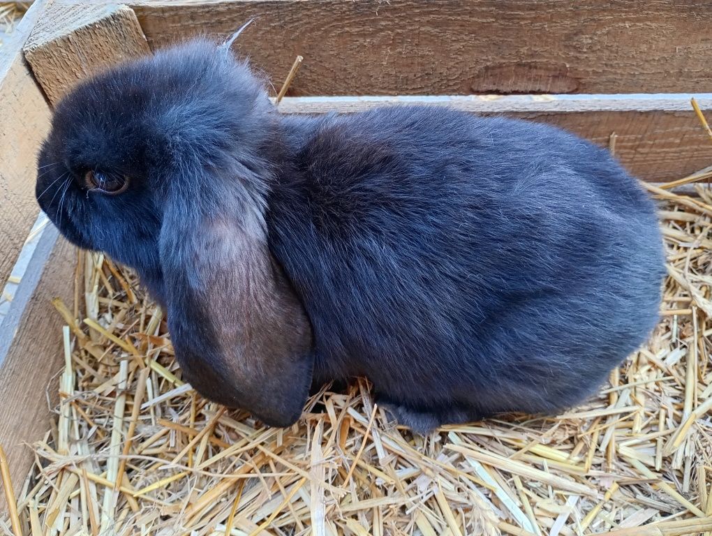 Barany francuskie (samce)