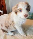 Border collie machinho
