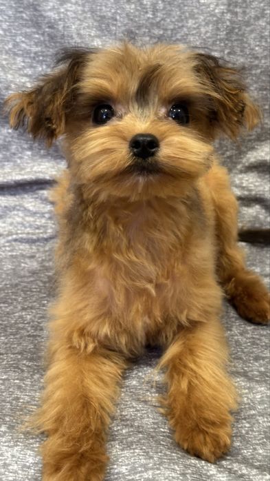 Міні красунчик.Мальтипу ф1.