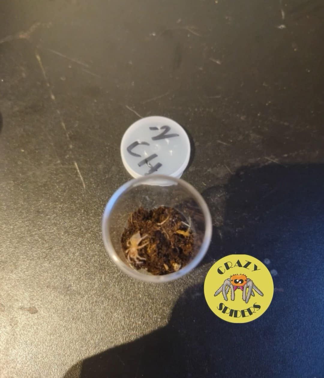 Nhandu Chromatus L3/4