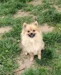 Szpic Miniaturowy / Pomeranian