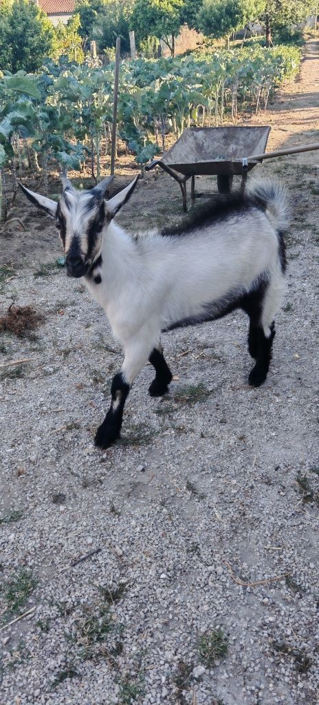 Cabrito raça serpentina