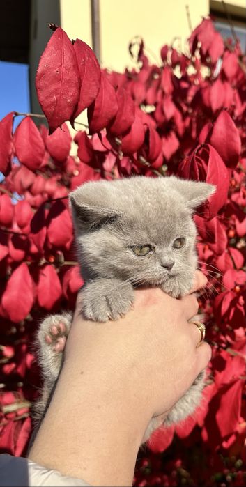 Kocurek brytyjski lila liliowy jasno szary z Rodowodem