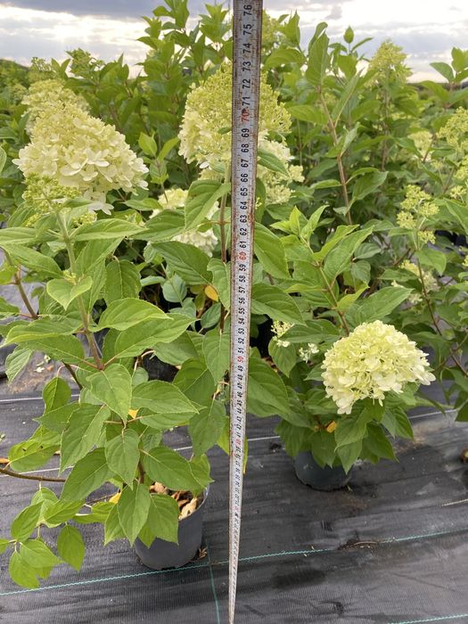 Hortensja bukietowa- Vanile Fraise, Limelight