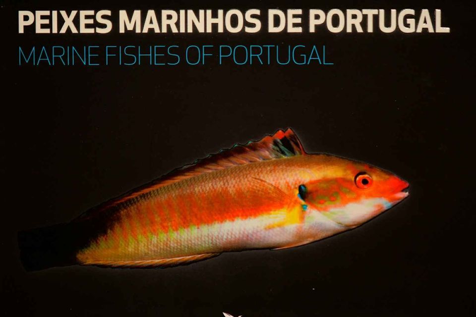 Livro Peixes Marinhos de Portugal